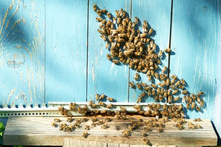 Close up shot of bees on apiaryの写真素材