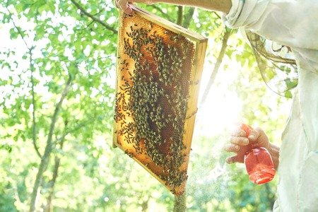 Beekeeper working in his apiary holding honeycomb frame