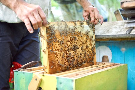 Beekeeper working in his apiary holding honeycomb frameの写真素材