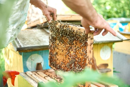Beekeeper working in his apiary holding honeycomb frame