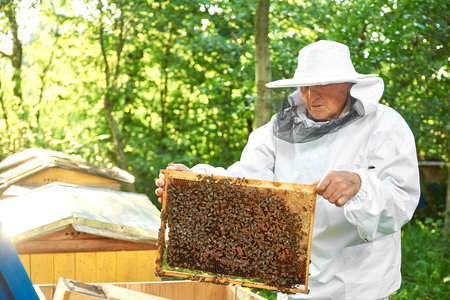 Senior beekeeper working at his apiary