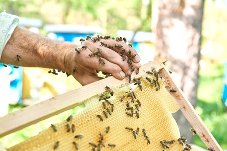 Beekeeper working in his apiary holding honeycomb frameの写真素材