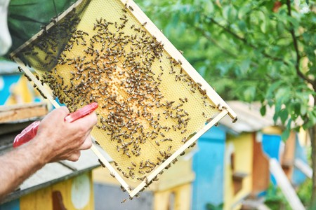 Beekeeper working in his apiary holding honeycomb frame