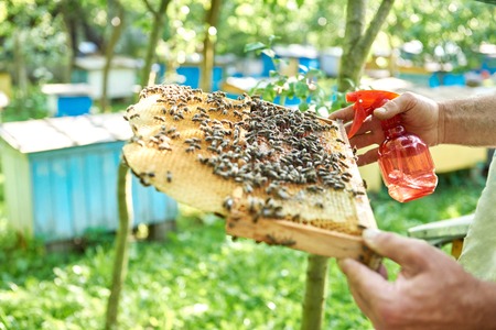 Beekeeper working in his apiary holding honeycomb frame