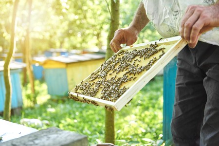 Beekeeper working in his apiary holding honeycomb frame