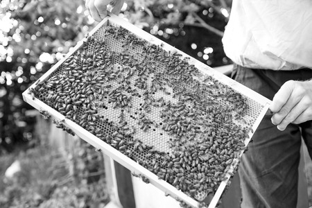 Beekeeper working in his apiary holding honeycomb frame