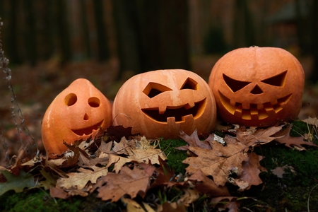 Three different orange pumpkins prepared for Halloween.の写真素材
