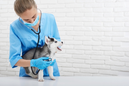 Veterinarian examining little husky puppyの写真素材