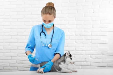 Professional veterinarian doing injection with prick for dog.