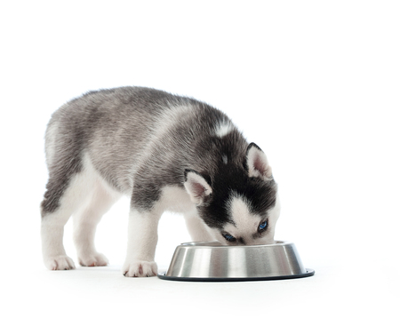 Husky puppy eating from a bowlの写真素材