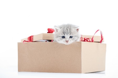 Small cute fluffy kitten sitting in decorated cardboard box and looking outside being present for special occasionの写真素材