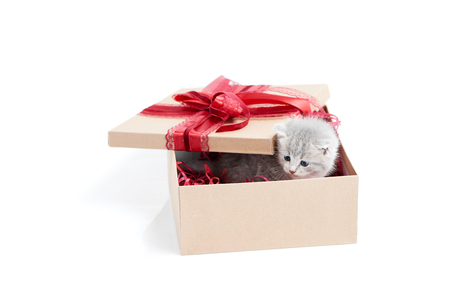 Little grey fluffy cute kitten sitting inside cardboard box with red birthday box on top being present for special occasionの写真素材