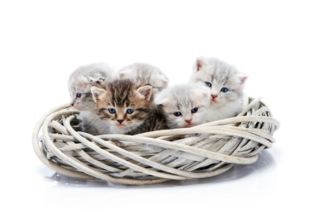Small newborn fluffy adorable kittens sitting together in white wicker wreath isolated on white background in photo studioの写真素材