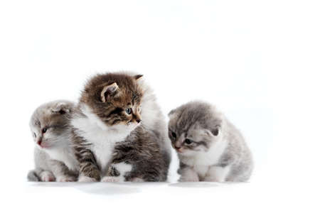 Grey and brown adorable fluffy kittens playing together and exploring surrounding photo studio while posingの写真素材