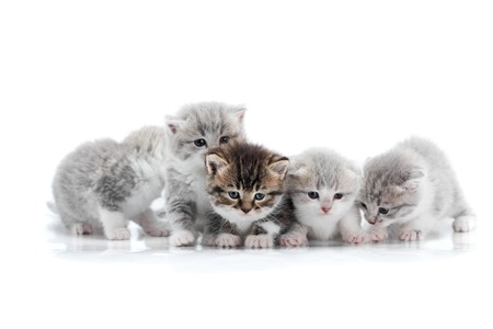 Four small cute grey kittens and one dark brown kitten are posing in white photo studio being anxious and curios about surroundingの写真素材