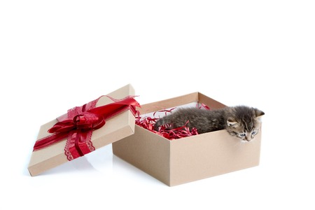 Little brown striped funny kitten looking out of birthday box with big red bow on topの写真素材