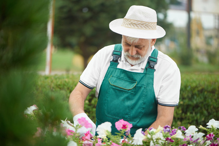 Senior male worker cutting flower in drawer in garden. Handsome bearded man wearing in special overalls with protective gloves and light bonnet, working in garden with plants. Seasonal work concept.の写真素材