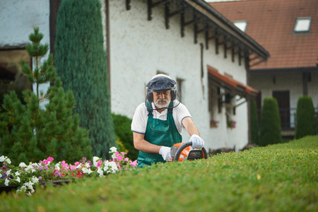 Professional older gardener in uniform cutting bushes with clippers and looking at camera. Worker, wearing in uniform with safety mask and protective headphones landscaping bushes in backyard.の写真素材