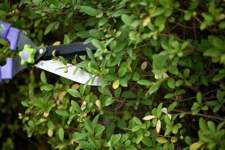 Close up of blade of scissors, trimming and landscaping green bushes near house in backyard....