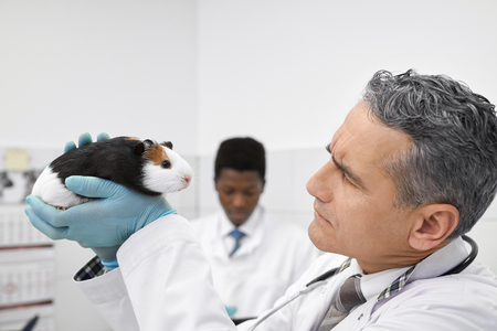 Mature doctor with gray hair frowning and looking at cute hamster. Pretty little pet of white and brown color. Assistant on background. Veterinarian wearing in gloves and uniform holding animal.の写真素材
