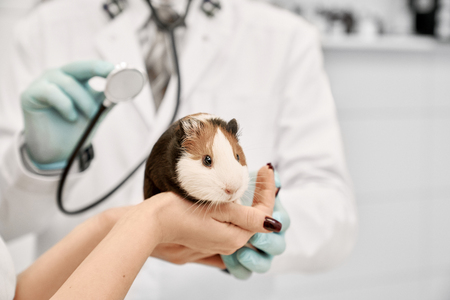 Hands of owner holding cute little hamster. Professional vet doctor diagnosing pet with stethoscope. Animal on examination in vet clinic. Doctor wearing in gloves and uniform.の写真素材