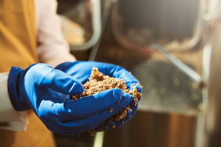 Close up of male hands in blue rubber gloves holding milled malt grains. Brewery specialist...