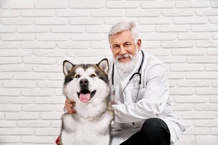 Cheerful vet doctor posing with patient, beautiful alaskan malamute. Kind elderly doctor holding hands on big dog, smiling and looking at camera. Specialist wearing in white medical uniform.の写真素材