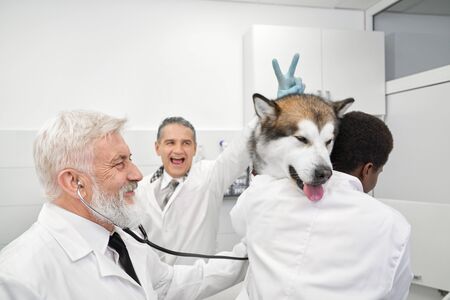 Funny and cheerful vet doctors having fun, laughing and smiling. Mature doctor in medical uniform doing v sign for malamute. Assistant holding big pet on hands. Pretty dog of purebred.の写真素材