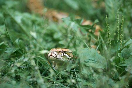 Scary phyton creeping. Creepy snake lying in meadow and greenery of garden.