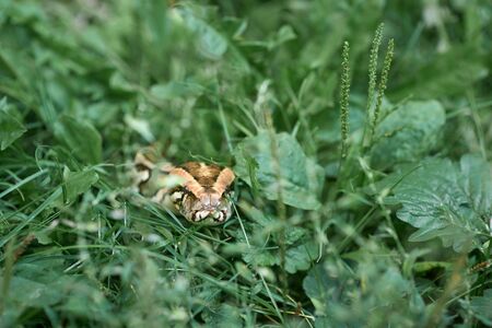 Front view of dangerous, scary snake creeping and crawling. Phyton lying on greenery of garden.の写真素材