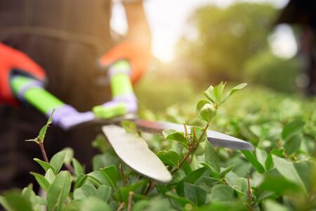 Selective focus of male gardener using big scissors to cut bushes in summer. Close up of man in uniform and gloves using special tool to taking care of backyard plants, backlit. Concept of gardening.の写真素材