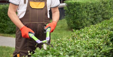 Crop of incognito senior man with grey beard wearing uniform and summer hat cutting overgrown bushes...
