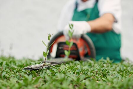 Unrecognizable male gardener cutting hedge. Worker wearing uniform and gloves tidily shaping...