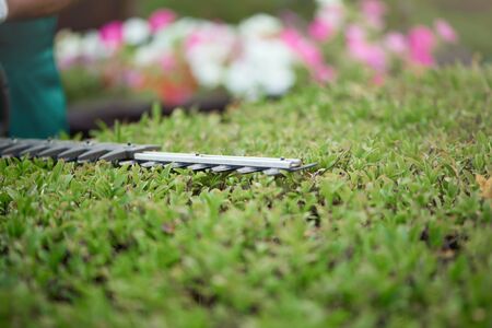 Unrecognizable gardener wearing green uniform cutting hedge. Close up of worker tidily shaping top...