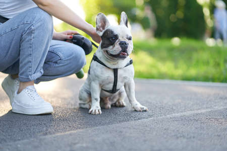Front view of cute male french bulldog sitting on road and looking aside. Unrecognizable female owner holding pet using leash, having rest nearby in city park. Domestic animals, pets concept.の写真素材