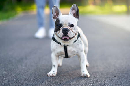 Selective focus of lovely white and brown french bulldog standing on road and looking at camera. Unrecognizable female owner holding pet using leash in city park alley. Pets, domestic animals concept.の写真素材