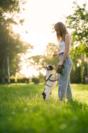 Side view of young woman training french bulldog in city park. Purebred pet standing on hind feet, smelling treats from hand of female dog owner, summer sunset on background. Animal training concept.の写真素材