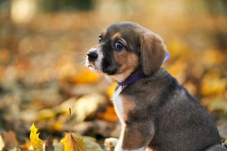 Close up of beautiful brown puppy with violet collar sitting on autumn leaves in park. Concept of...