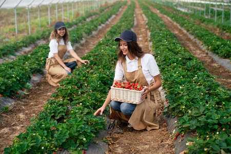 Side view of squatting women wearing white caps and aprons are picking strawberries in white basket. Two brunettes are harvesting strawberries in greenhouse. Concept of field work.の写真素材