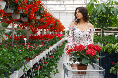 Adorable lady in romantic summer dress walking at large greenhouse with shopping trolley and choosing plants. Female client with curly dark hair buying flowers at orangery.の写真素材