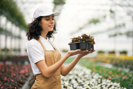 Attractive young woman wearing white cap and beige apron holding flower pot in hands while standing at huge greenhouse. Concept of plants and gardening.の写真素材