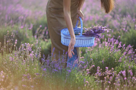 Unrecognizable young woman wearing farm uniform collecting lavender harvest in summer sunset. Crop of girl holding white basket with big bouquet, touching flowers in endless lavender field.の写真素材