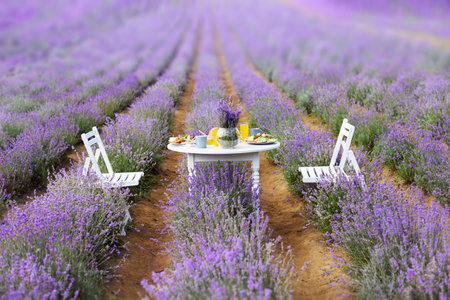 White wooden table served with delicious croissants, glasses of orange juice, honey jar and fresh appetizers for two and vase with lavender bouquet. Amazing decoration in blooming lavender field.の写真素材