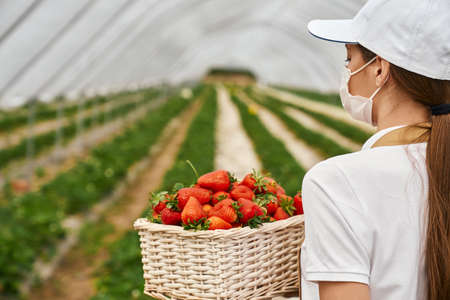 Side view of female farmer in medical mask holding wicker basket with ripe strawberries. Young woman standing at greenhouse with freshly picked berries.の写真素材