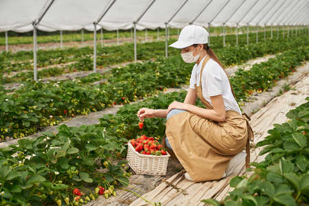Young woman medical mask squatting at greenhouse and harvesting fresh strawberries. Female farmer in protective apron and cap putting ripe berries into wicker basketの写真素材