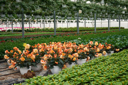 Close up of large modern greenhouse with large selection different colors flowerspot. Concept of...