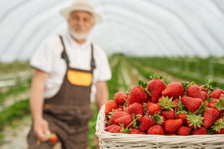Close up of wicker basket full of fresh ripe strawberries. Blur background of senior gardener in uniform. Outdoor greenhouse with organic berries.の写真素材