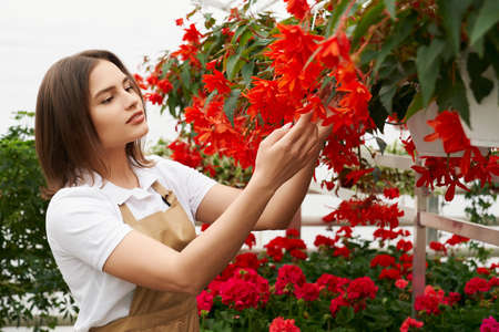 Side view portrait of attractive young woman in beige apron admiring the beautiful red flowers in modern greenhouse. Concept of care for plants and preparation for sale.の写真素材