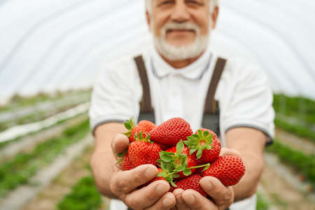 Front view of farmer in brown uniform and white T-shirt holding several red fresh strawberry in background greenhouse. Concept of enjoying ripe strawberries in modern hothouse.の写真素材