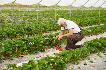 Front view of senior man in exclusive work uniform collects fully grown ripe strawberries from green bushes. Concept of picking strawberries from the ground in large greenhouse.の写真素材